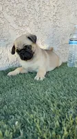 Thor, a male Pug for sale in Hilmar, CA – 2 of 6