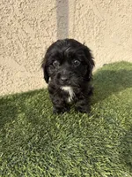 Thor , a male Cockapoo for sale in Hilmar, CA – 9 of 10