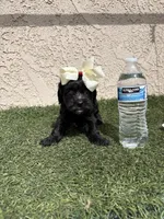 Athena, a female Cockapoo for sale in Hilmar, CA – 4 of 9