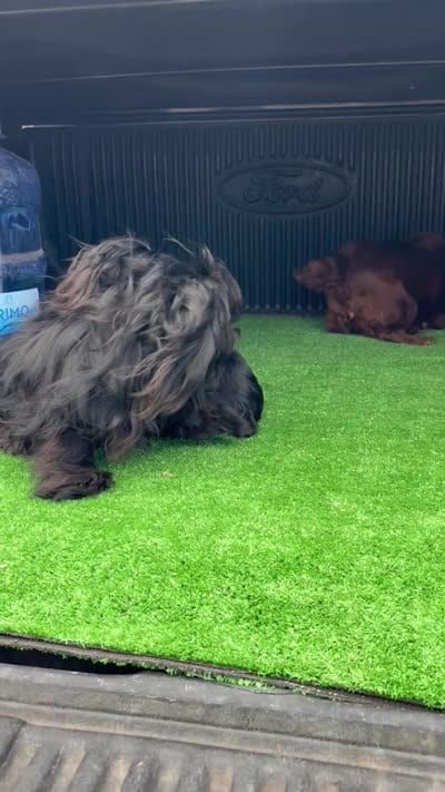 Athena, a female Cockapoo for sale in Hilmar, CA – 9 of 9