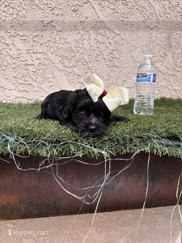 Athena – Cockapoo puppy for sale in Hilmar, CA