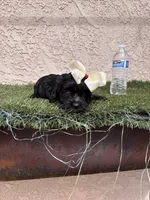 Athena, a female Cockapoo for sale in Hilmar, CA – 1 of 9