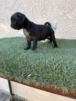Sky , a male Pug for sale in Hilmar, CA – 4 of 10