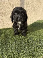 Thor , a male Cockapoo for sale in Hilmar, CA – 7 of 10