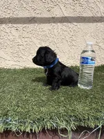Thor , a male Cockapoo for sale in Hilmar, CA – 6 of 9