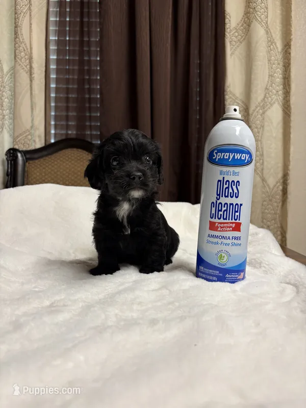 Thor  – Poodle - Toy  puppy for sale in Hilmar, CA