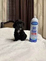Thor , a male Poodle - Toy  for sale in Hilmar, CA – 1 of 4