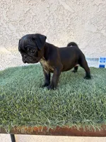 Sky , a male Pug for sale in Hilmar, CA – 8 of 10