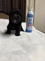 Athena, a female Poodle - Toy  for sale in Hilmar, CA – 4 of 4