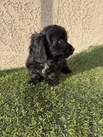 Thor , a male Cockapoo for sale in Hilmar, CA – 4 of 10