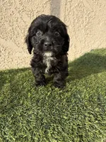 Thor , a male Cockapoo for sale in Hilmar, CA – 3 of 10