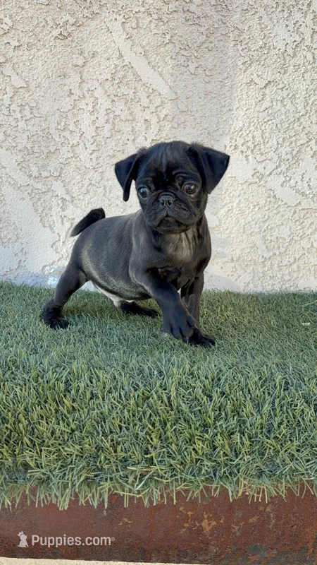 Sky  – Pug puppy for sale in Hilmar, CA