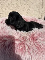 Pink, a female Cockapoo for sale in Hilmar, CA – 5 of 8
