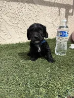 Thor , a male Cockapoo for sale in Hilmar, CA – 4 of 9