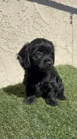 Pink, a female Cockapoo for sale in Hilmar, CA – 3 of 8