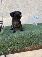 Sky , a male Pug for sale in Hilmar, CA – 5 of 10