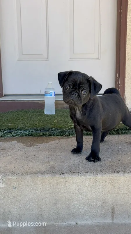 Sky  – Pug puppy for sale in Hilmar, CA