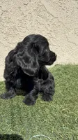 Pink, a female Cockapoo for sale in Hilmar, CA – 4 of 8