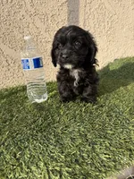 Thor , a male Cockapoo for sale in Hilmar, CA – 5 of 10