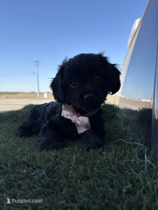 Pink  – Cockapoo puppy for sale in Hilmar, CA