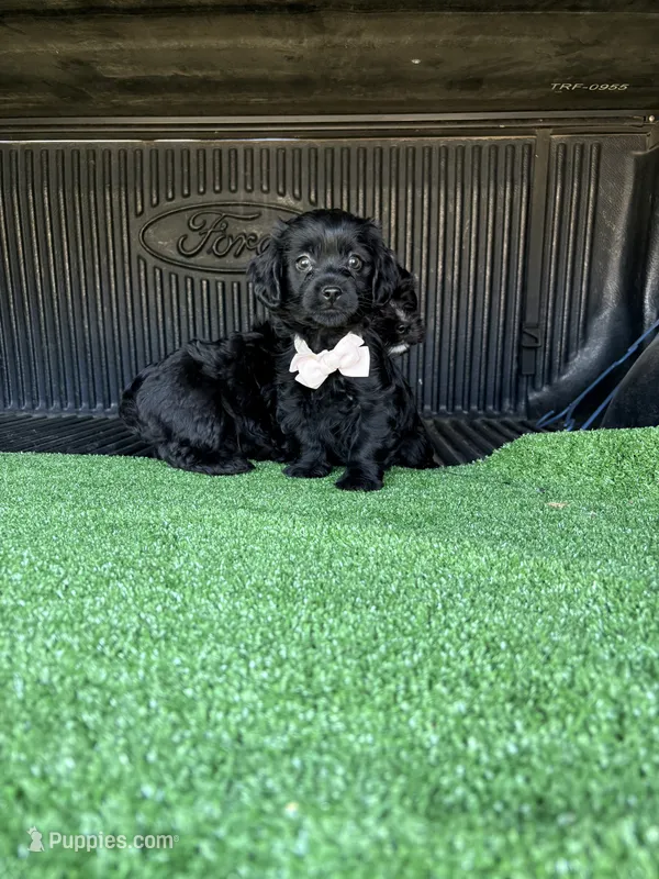 Pink  – Cockapoo puppy for sale in Hilmar, CA