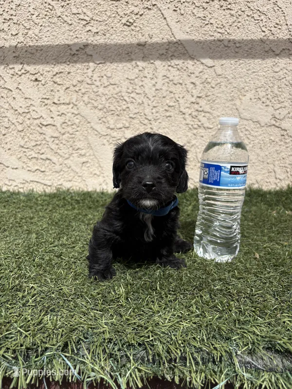 Thor  – Cockapoo puppy for sale in Hilmar, CA