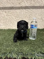 Thor , a male Cockapoo for sale in Hilmar, CA – 1 of 9