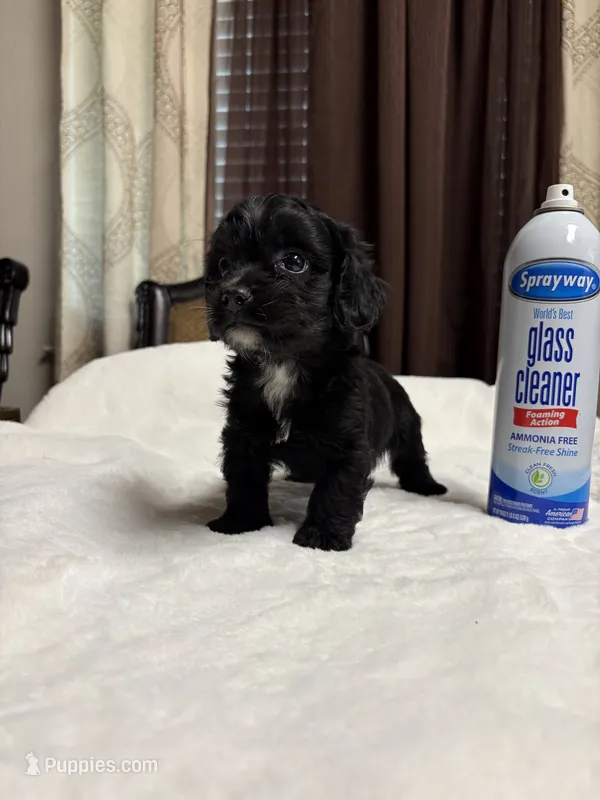 Thor  – Cockapoo puppy for sale in Hilmar, CA