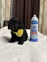Pink, a female Poodle - Toy  for sale in Hilmar, CA – 2 of 6