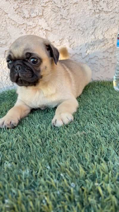 Thor, a male Pug for sale in Hilmar, CA – 6 of 6