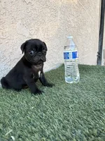 Panther, a male Pug for sale in Hilmar, CA – 3 of 6