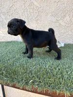 Sky , a male Pug for sale in Hilmar, CA – 2 of 10