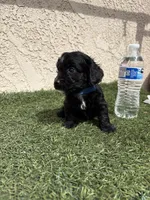 Thor , a male Cockapoo for sale in Hilmar, CA – 3 of 9