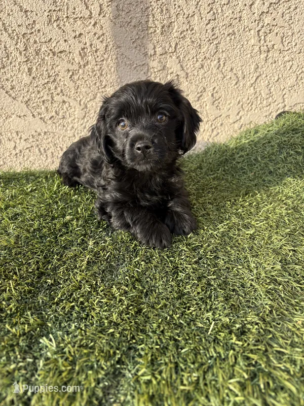 Pink  – Cockapoo puppy for sale in Hilmar, CA