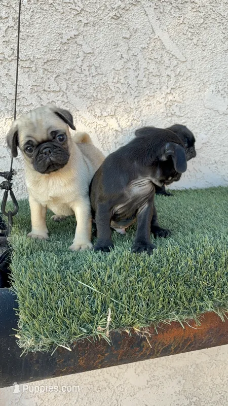 Thor, a male Pug for sale in Hilmar, CA – 1 of 6