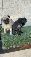 Thor, a male Pug for sale in Hilmar, CA – 1 of 6