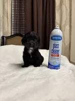 Thor , a male Poodle - Toy  for sale in Hilmar, CA – 4 of 4