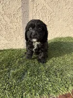 Thor , a male Cockapoo for sale in Hilmar, CA – 10 of 10