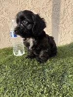 Thor , a male Cockapoo for sale in Hilmar, CA – 2 of 10