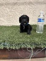 Thor , a male Cockapoo for sale in Hilmar, CA – 7 of 9