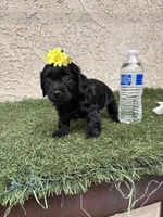 Pink , a female Cockapoo for sale in Hilmar, CA – 5 of 9