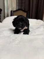 Athena, a female Poodle - Toy  for sale in Hilmar, CA – 3 of 4