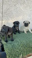 Panther, a male Pug for sale in Hilmar, CA – 2 of 6