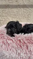 Athena, a female Cockapoo for sale in Hilmar, CA – 6 of 9