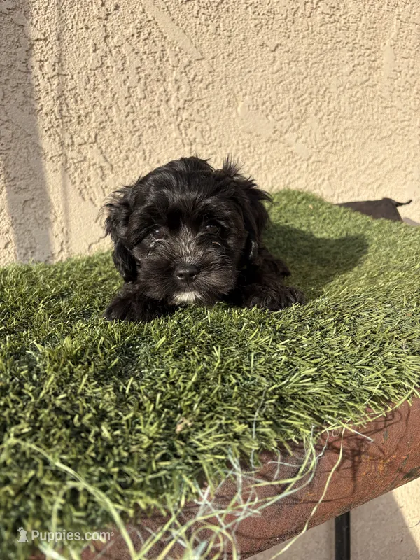 Athena – Cockapoo puppy for sale in Hilmar, CA