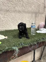 Athena, a female Cockapoo for sale in Hilmar, CA – 8 of 9