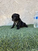 Panther, a male Pug for sale in Hilmar, CA – 4 of 6