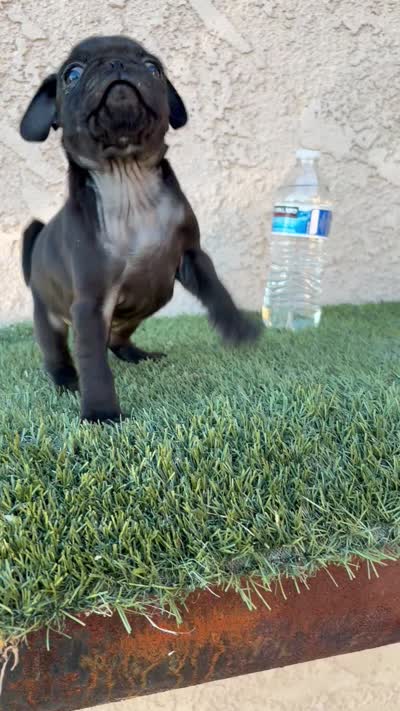 Sky , a male Pug for sale in Hilmar, CA – 10 of 10