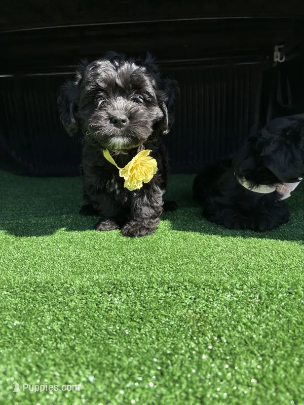 Athena – Cockapoo puppy for sale in Hilmar, CA