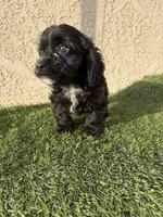 Thor , a male Cockapoo for sale in Hilmar, CA – 6 of 10